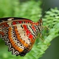 Visite au Papiliorama