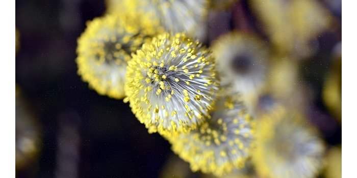 SÉMINAIRE d'Alger Accueil : NATUROPATHIE : L'ASTHME ET L'ALLERGIE